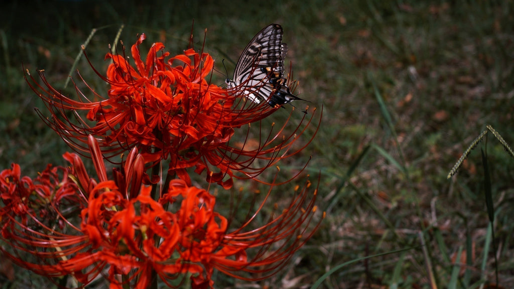 旧ソ連のレンズで見る現代東京