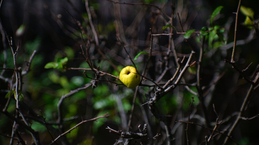 見てもらいたい人に、見せることはできなかった